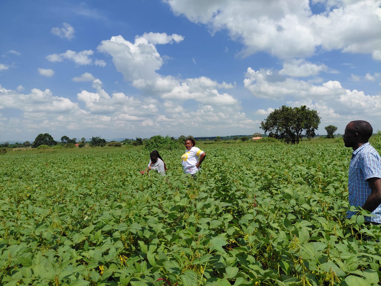 Soybean field visit